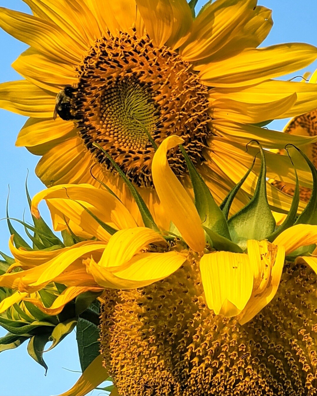Sunrise Sunflowers