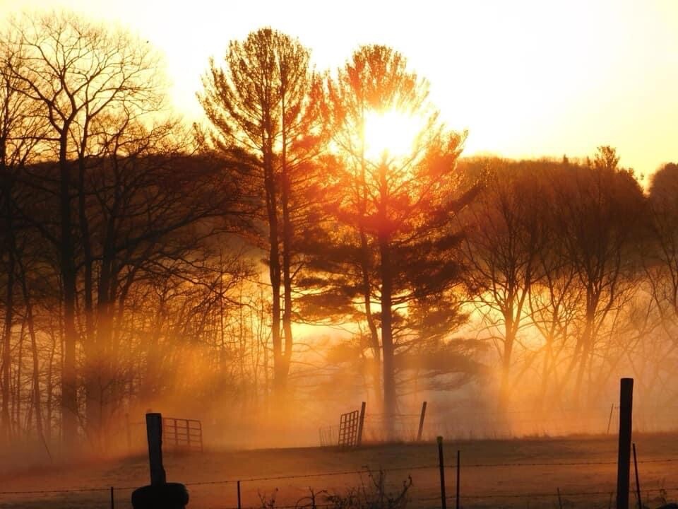 Morning fog on the swamp