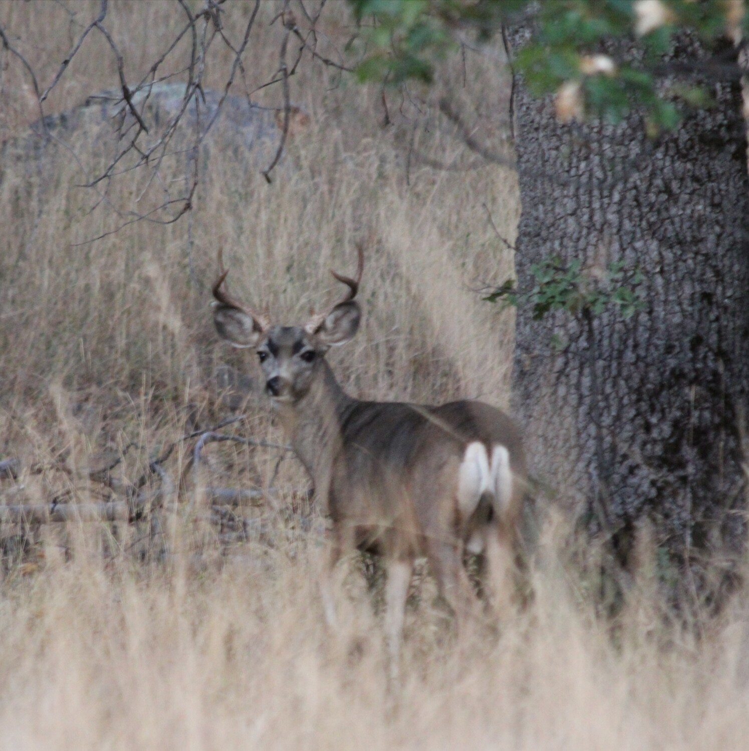 Cuyamaca Buck