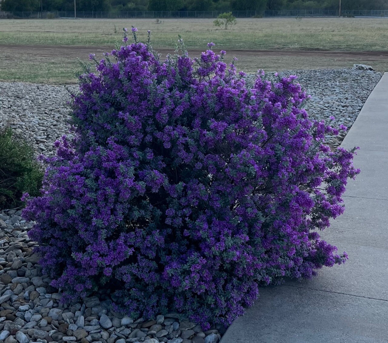 Texas Purple Sage