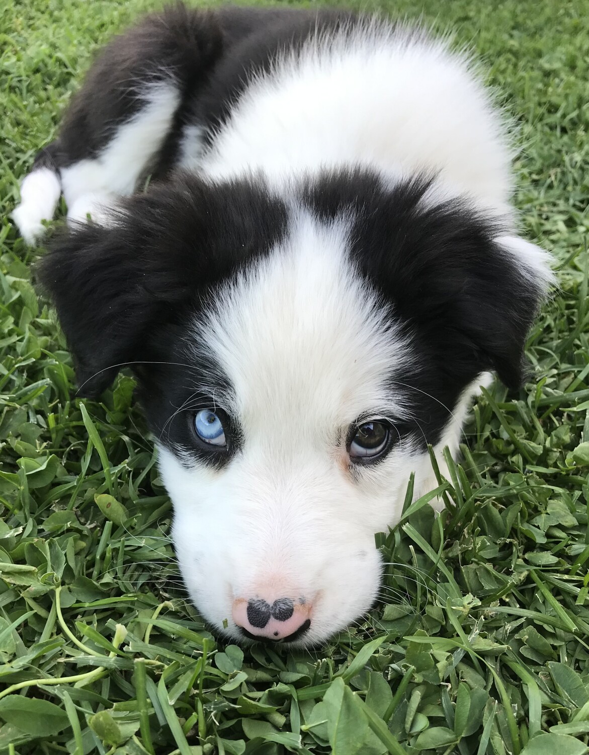 The “puppy look”