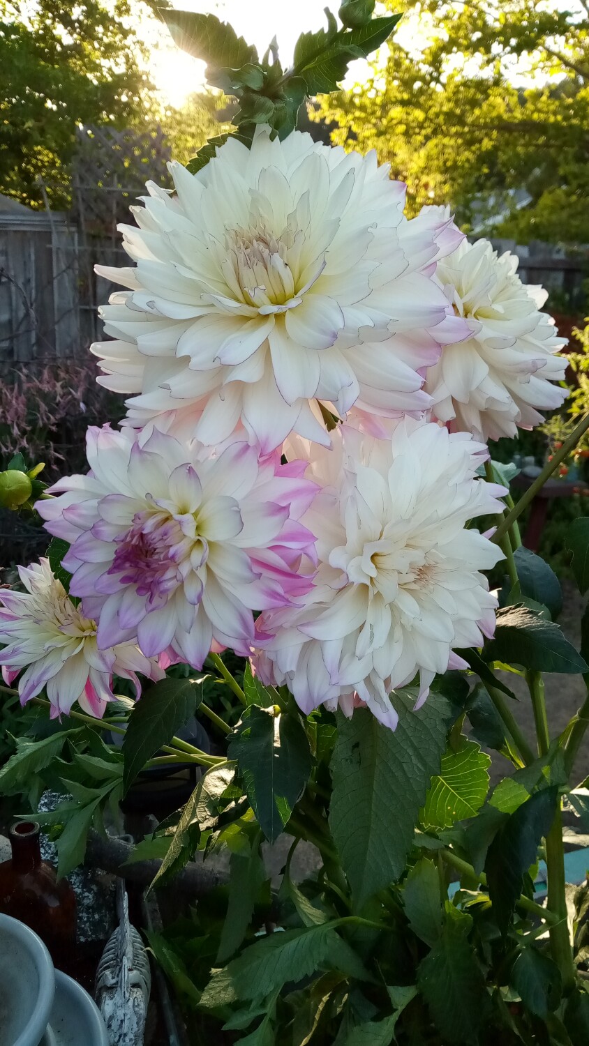Hawk landing on flower