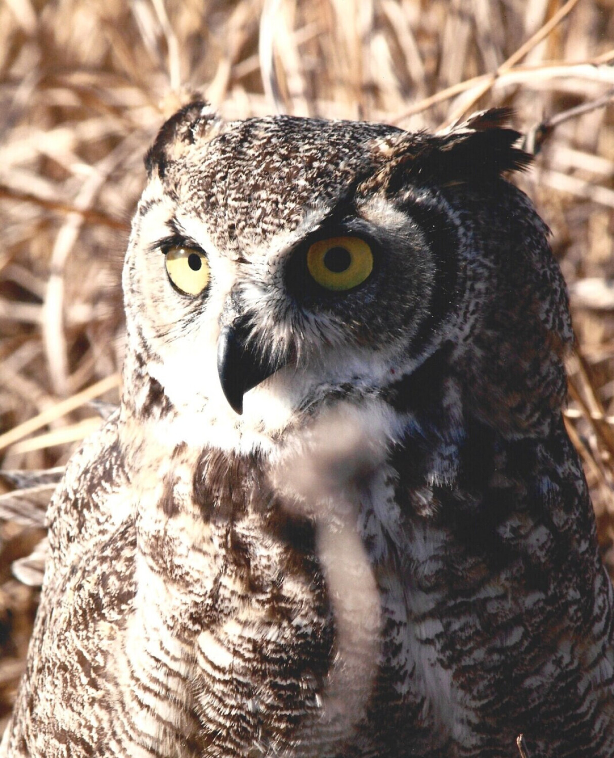 Horned owl