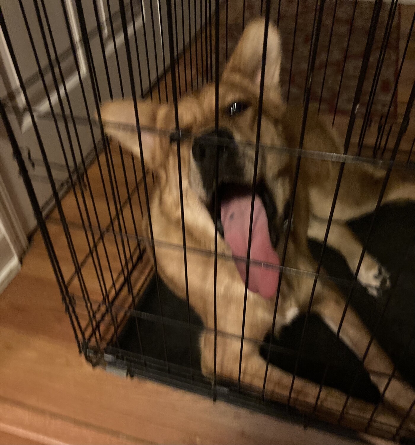 Sassy is a one year old red shepherd mix.