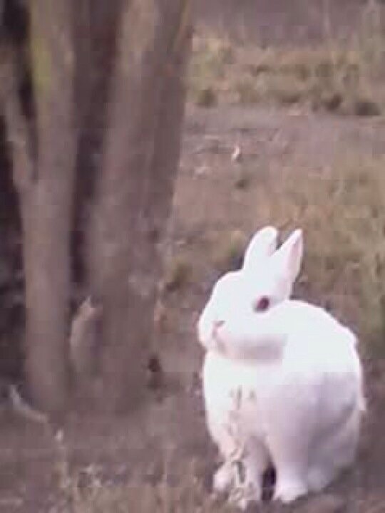 Pip-squeak or Pippie