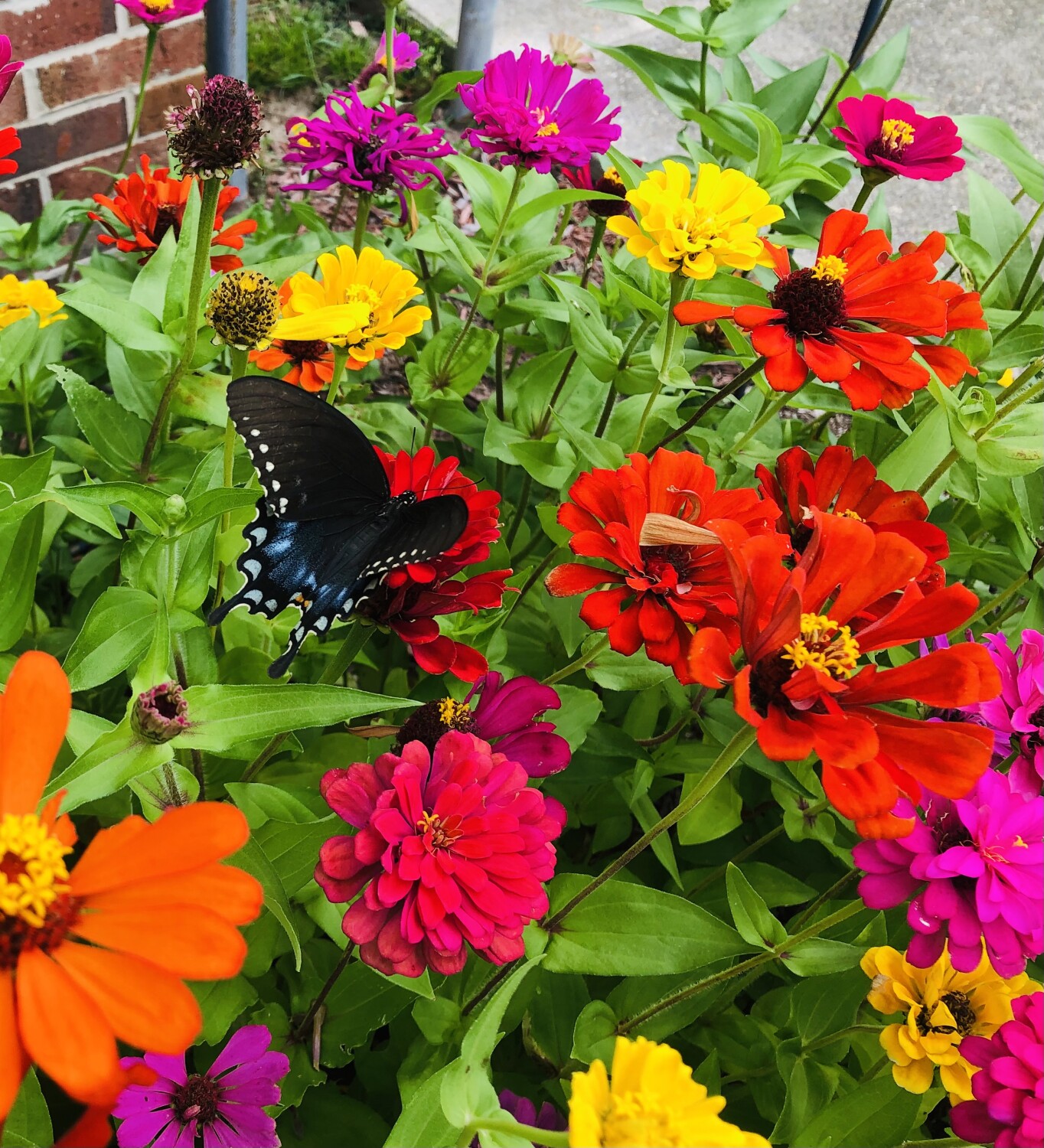 Butterfly enjoying the zinnias