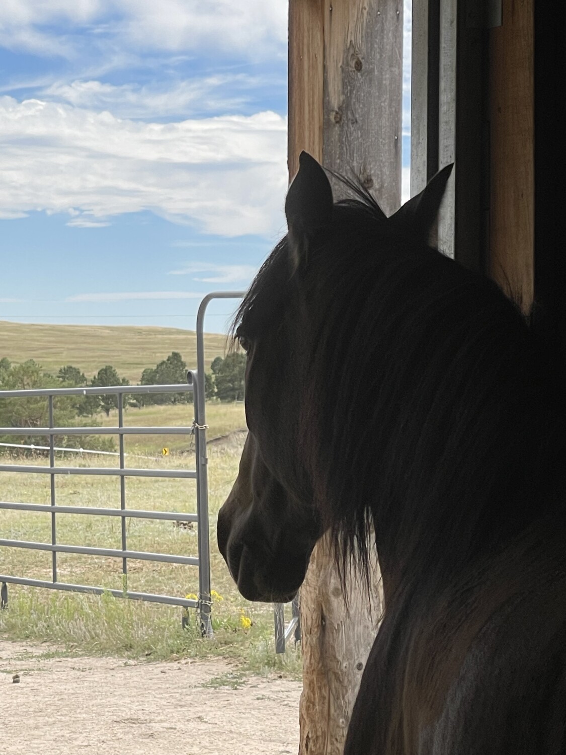 Dante my little rescue horse