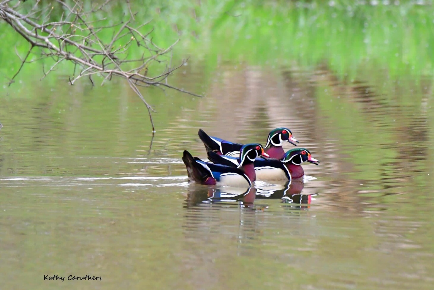 Floating Wood ducks