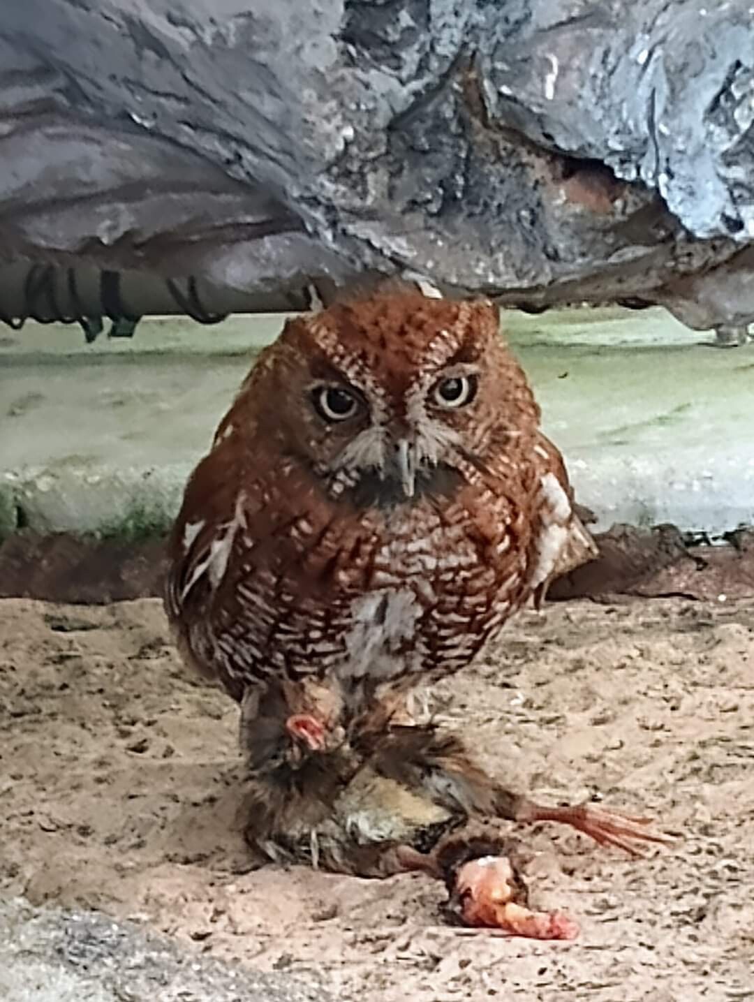 Awl Protecting its prey