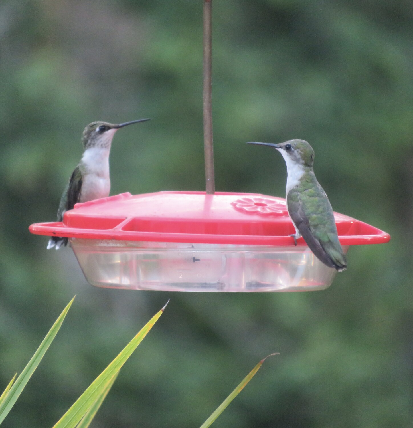 Hummingbirds enjoying a drink