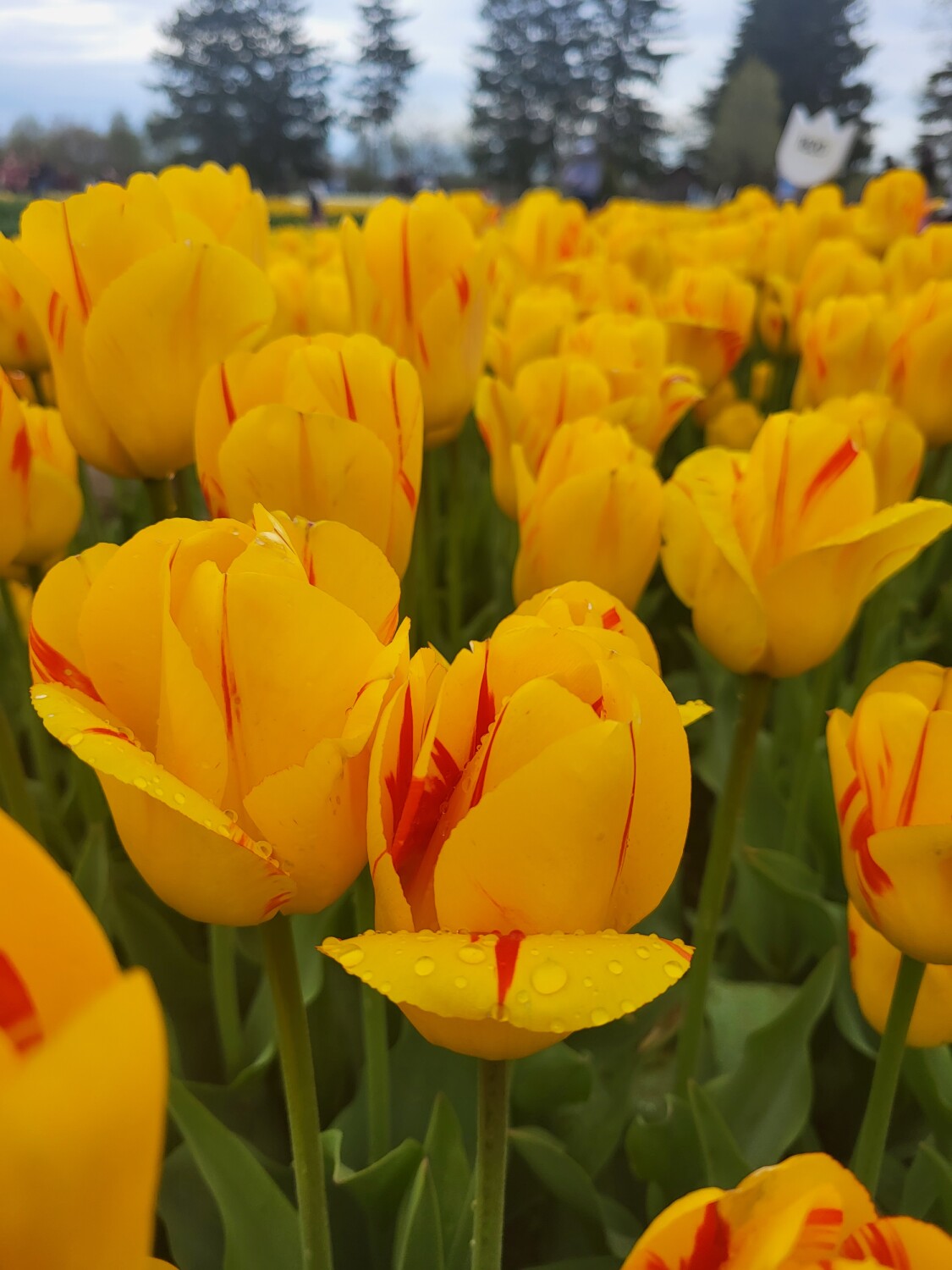 Tulips