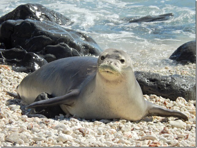Hawaiian Monk Seal