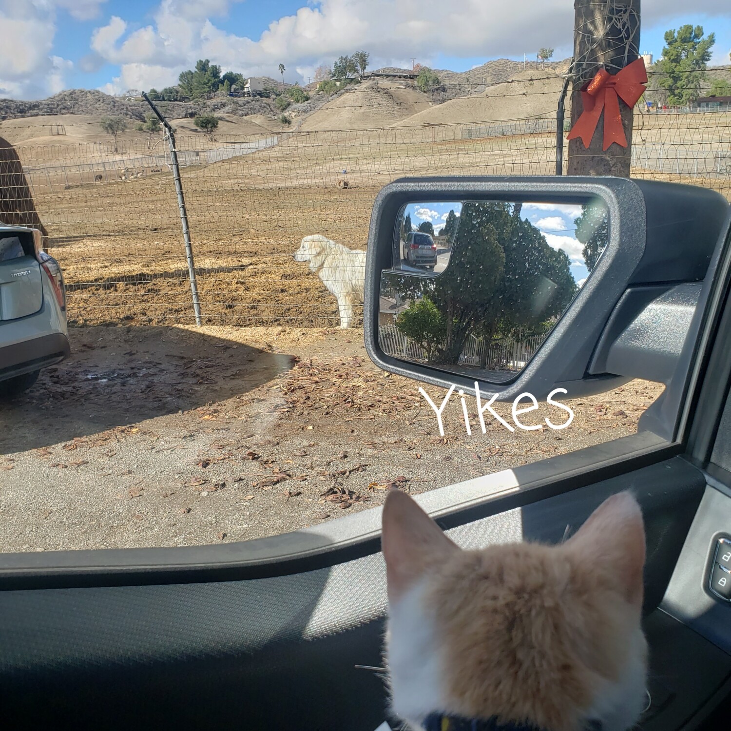 Chicken wings at the park