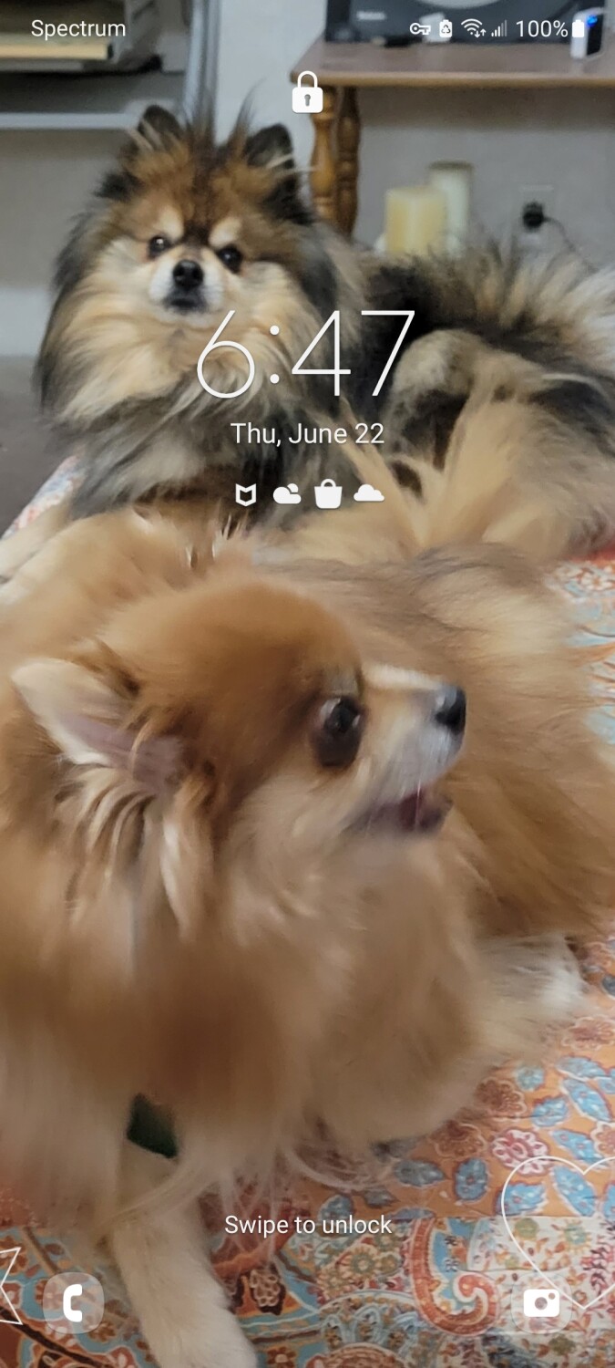 My little Milo and Gizmo