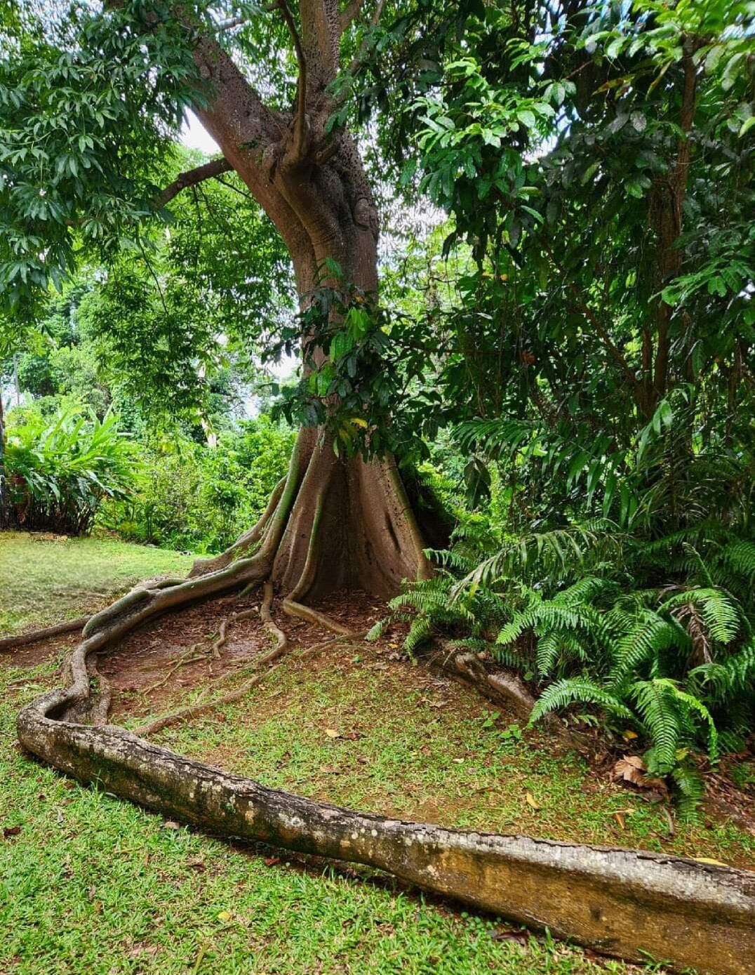 Tree Roots