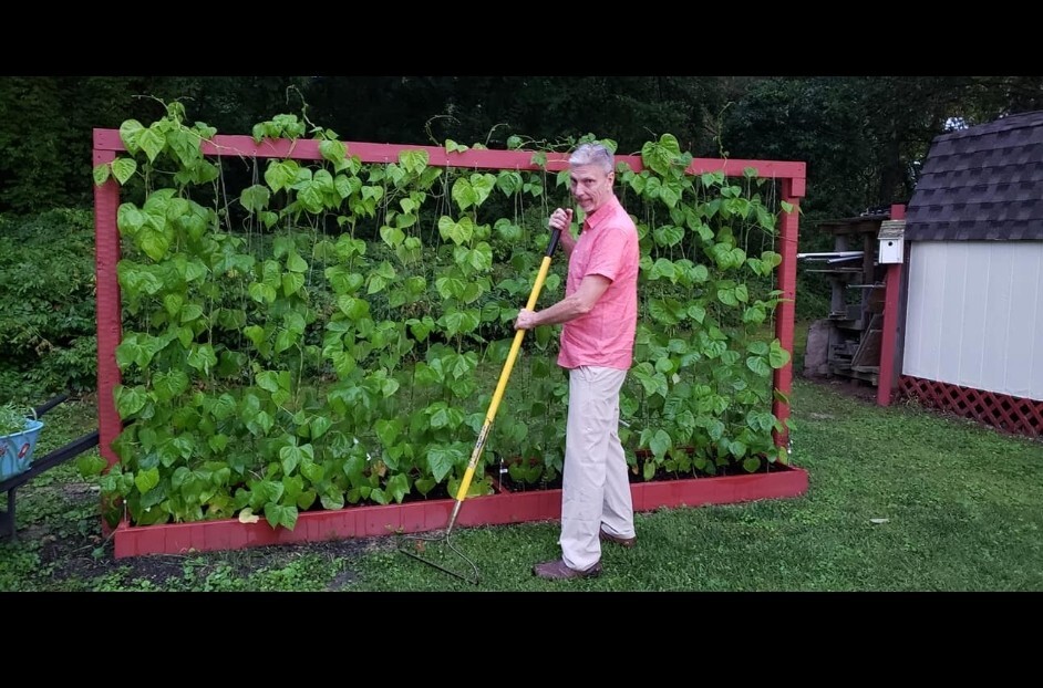 Growing Stringbeans