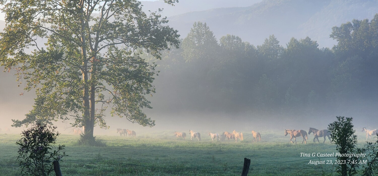 Foggy morning horse run