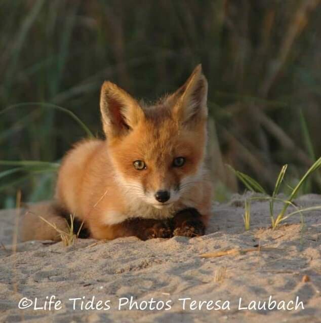 Fox On Dunes