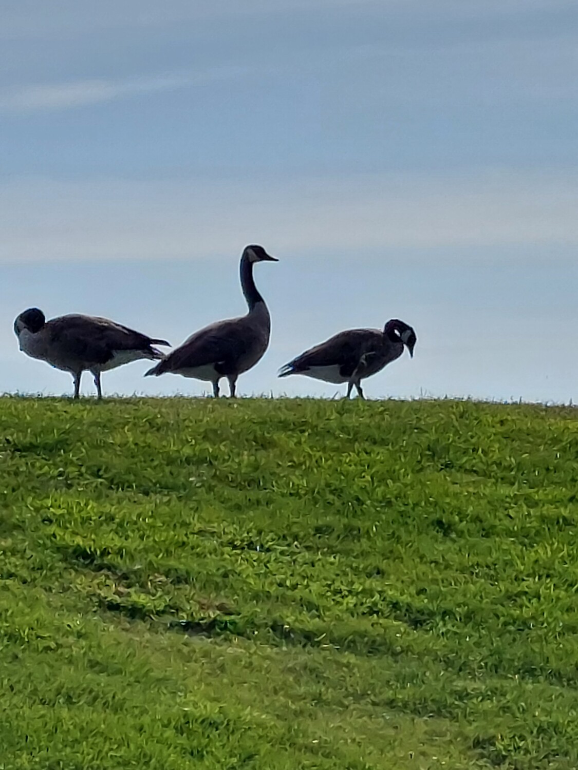 Canada Geese