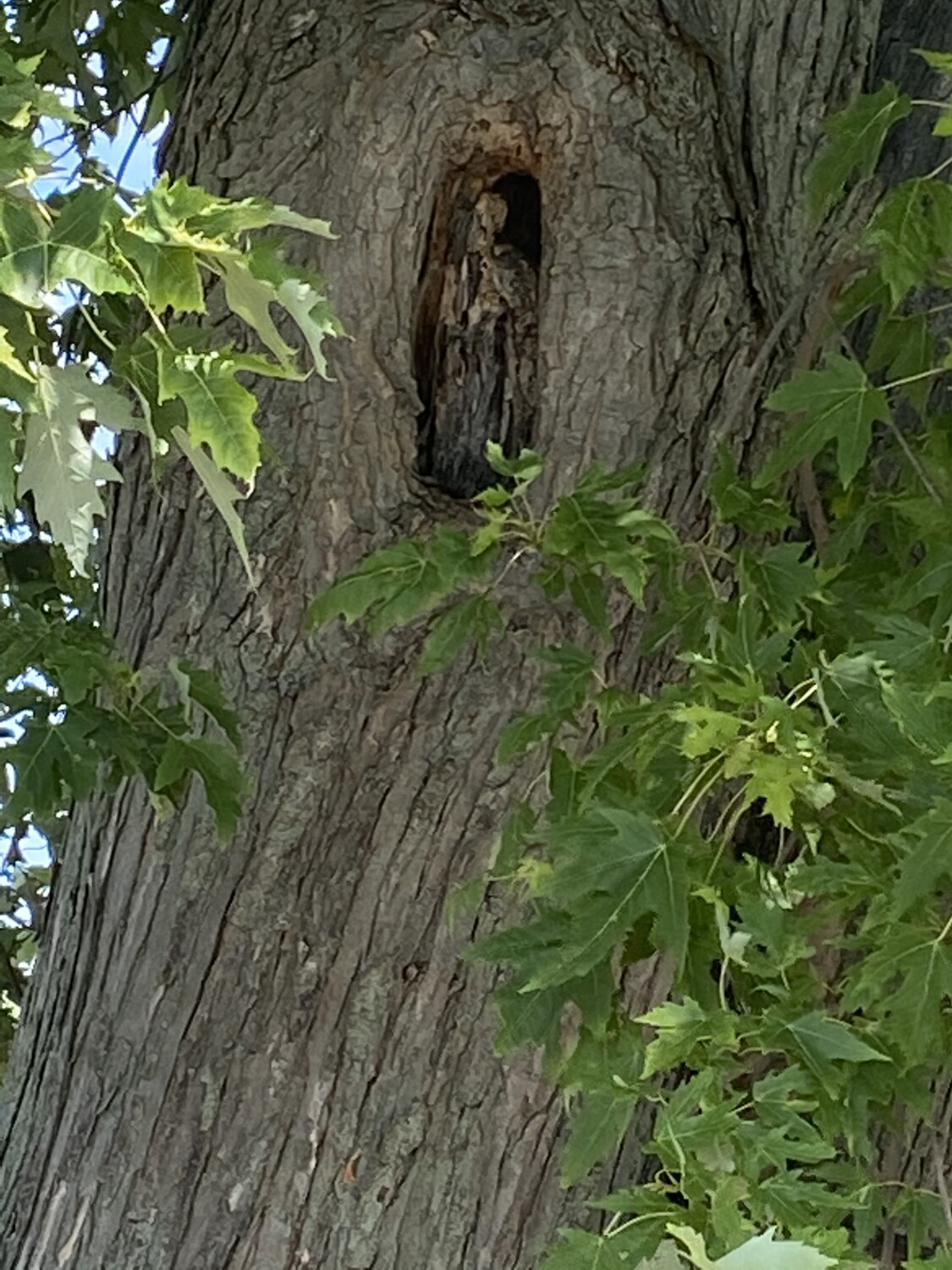 Skeleton formed in tree trunk