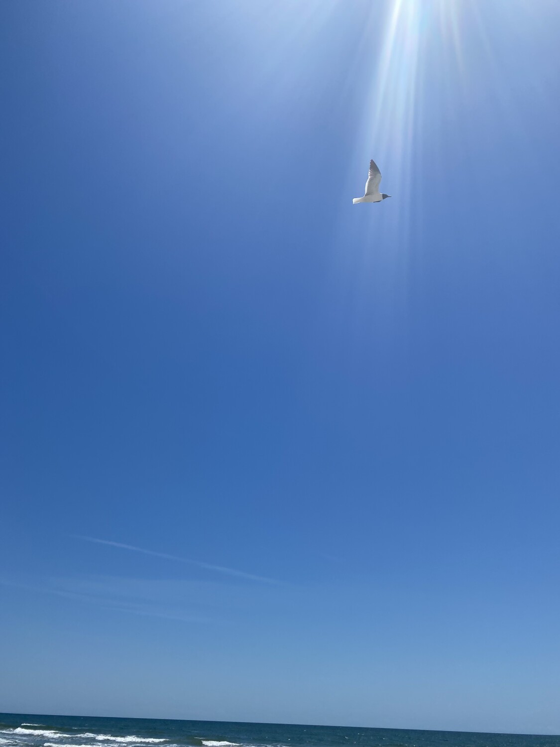 Descending Like a Dove