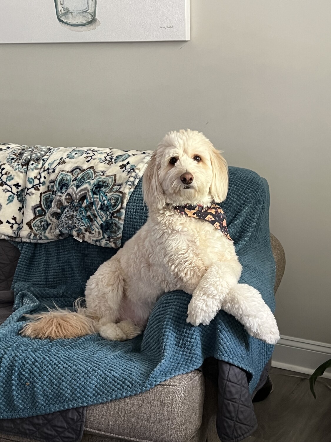 Jasper My Aussie Doddle