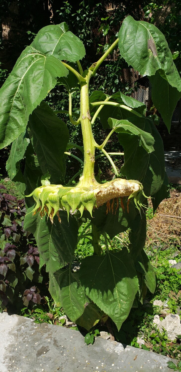 NATURE’S SUNFLOWER 🌻