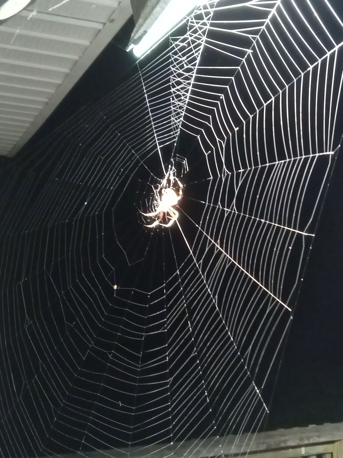 Perfect web