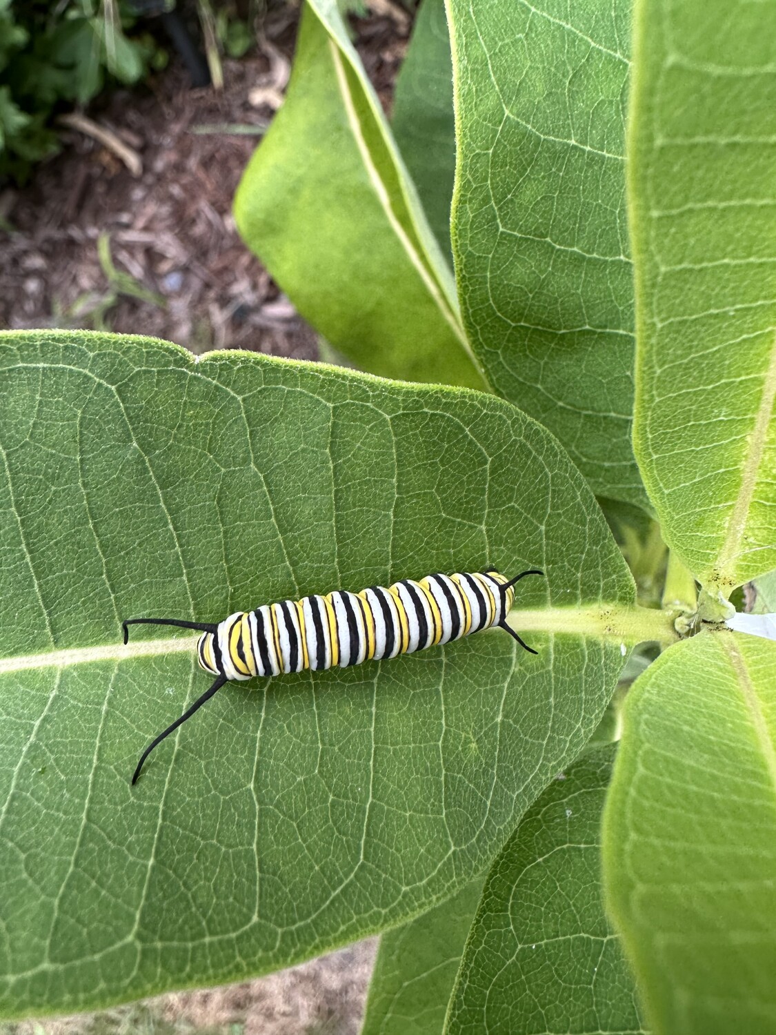 Beautiful Swallowtail butterfly