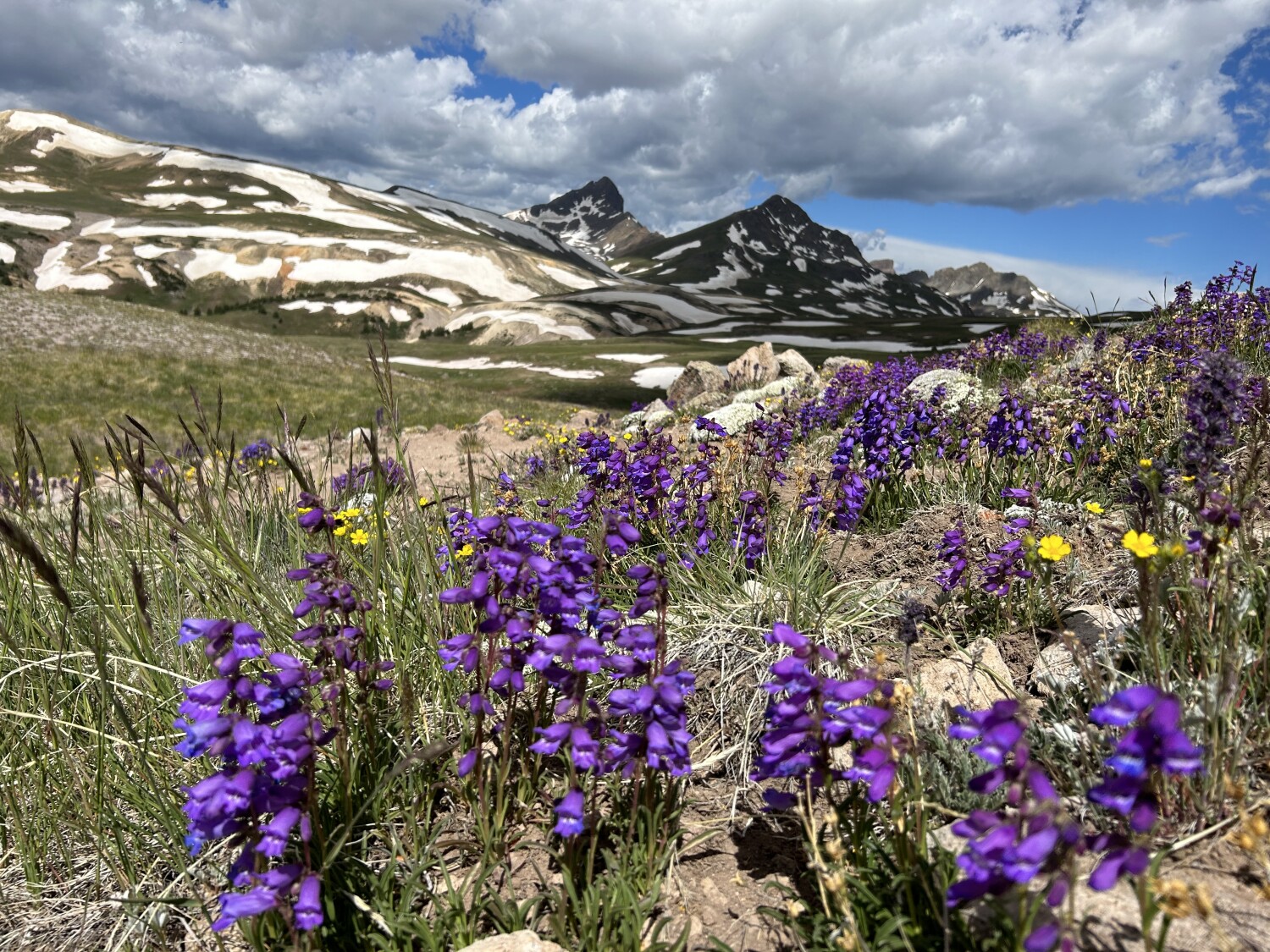 Flowers of the tundra