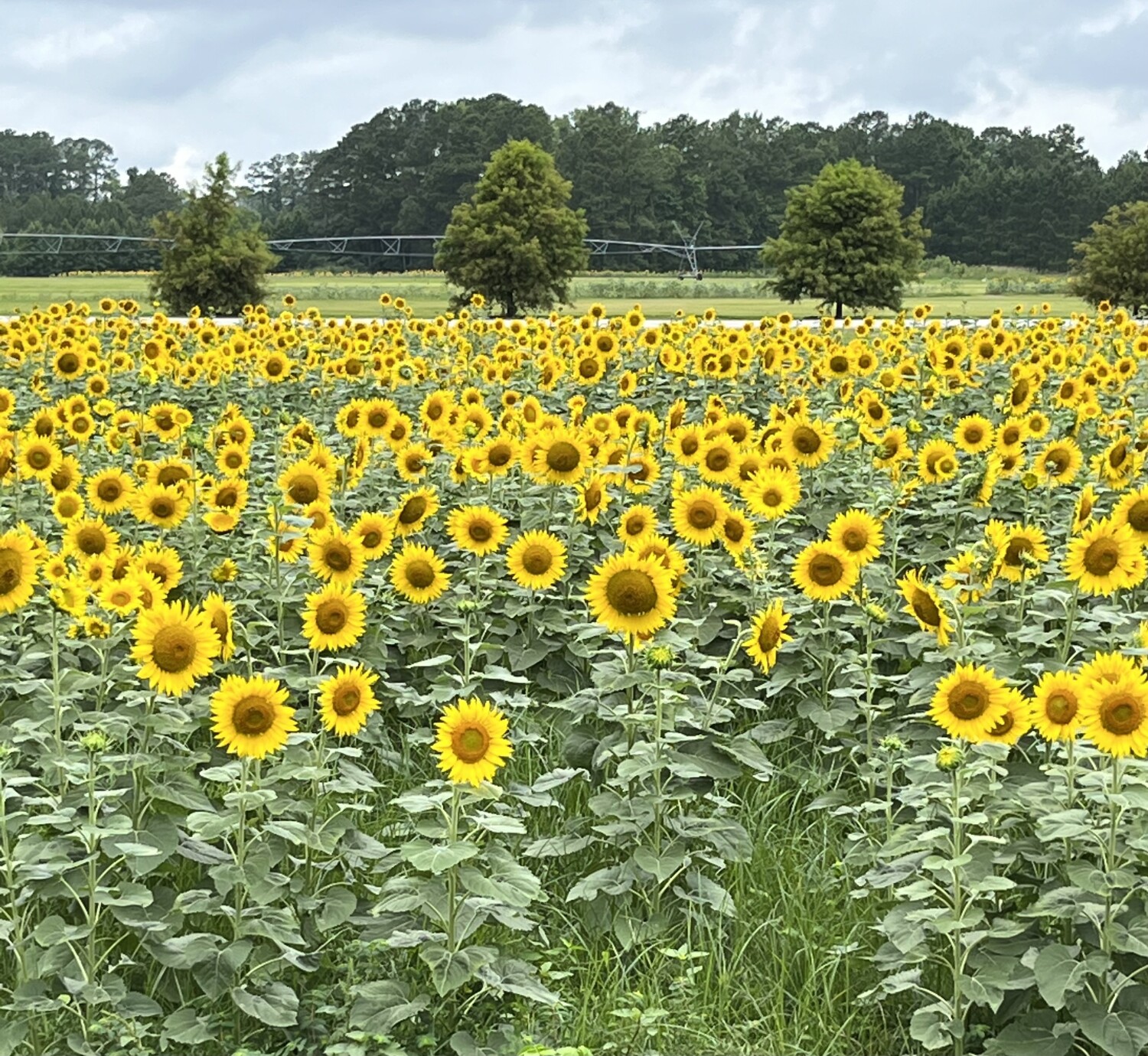 Sunflowers