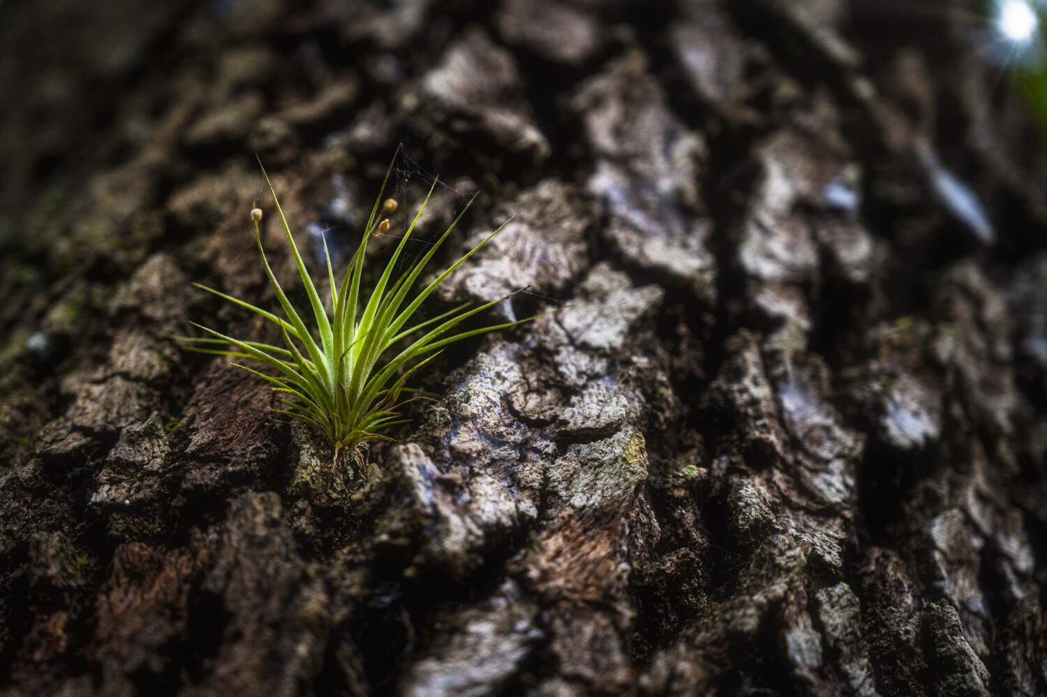 Survivor under a ray of sun.