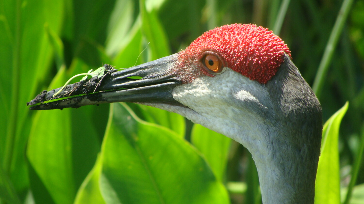 Sandhill Crane digger