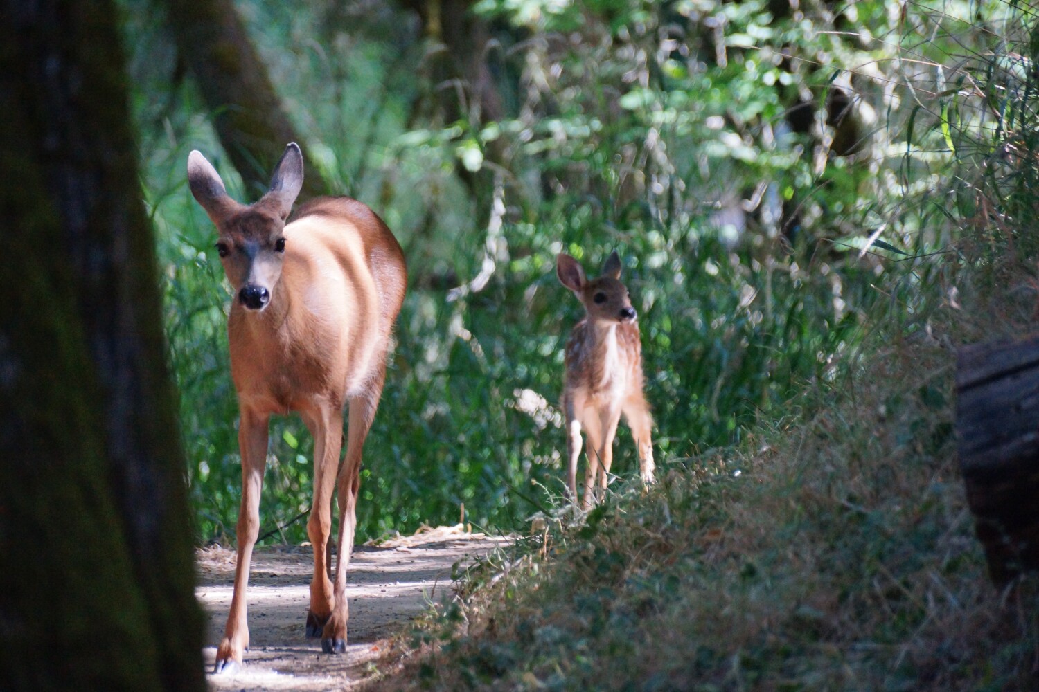 Deer and fawn on the trail