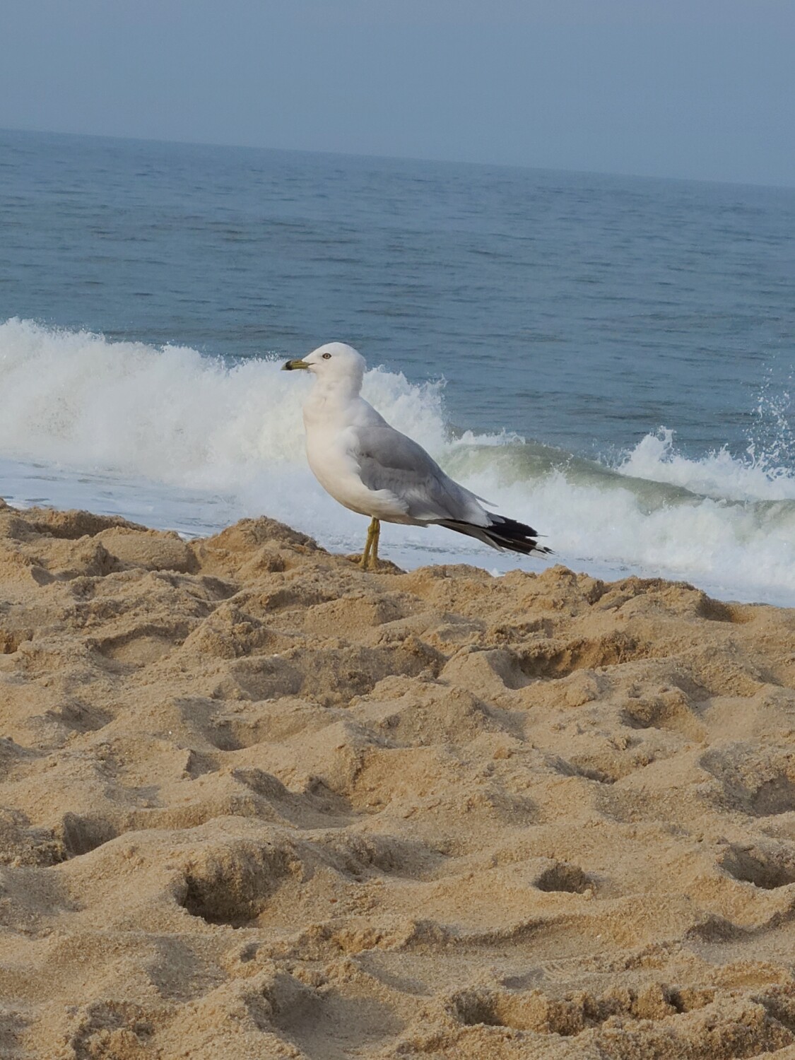 Happy Seagull