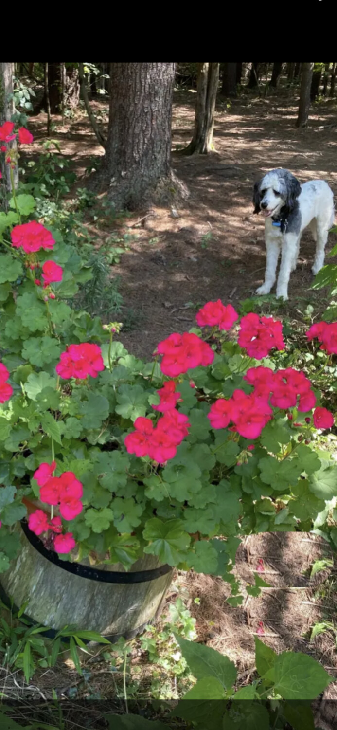 Ecstatic Geraniums & Delphine