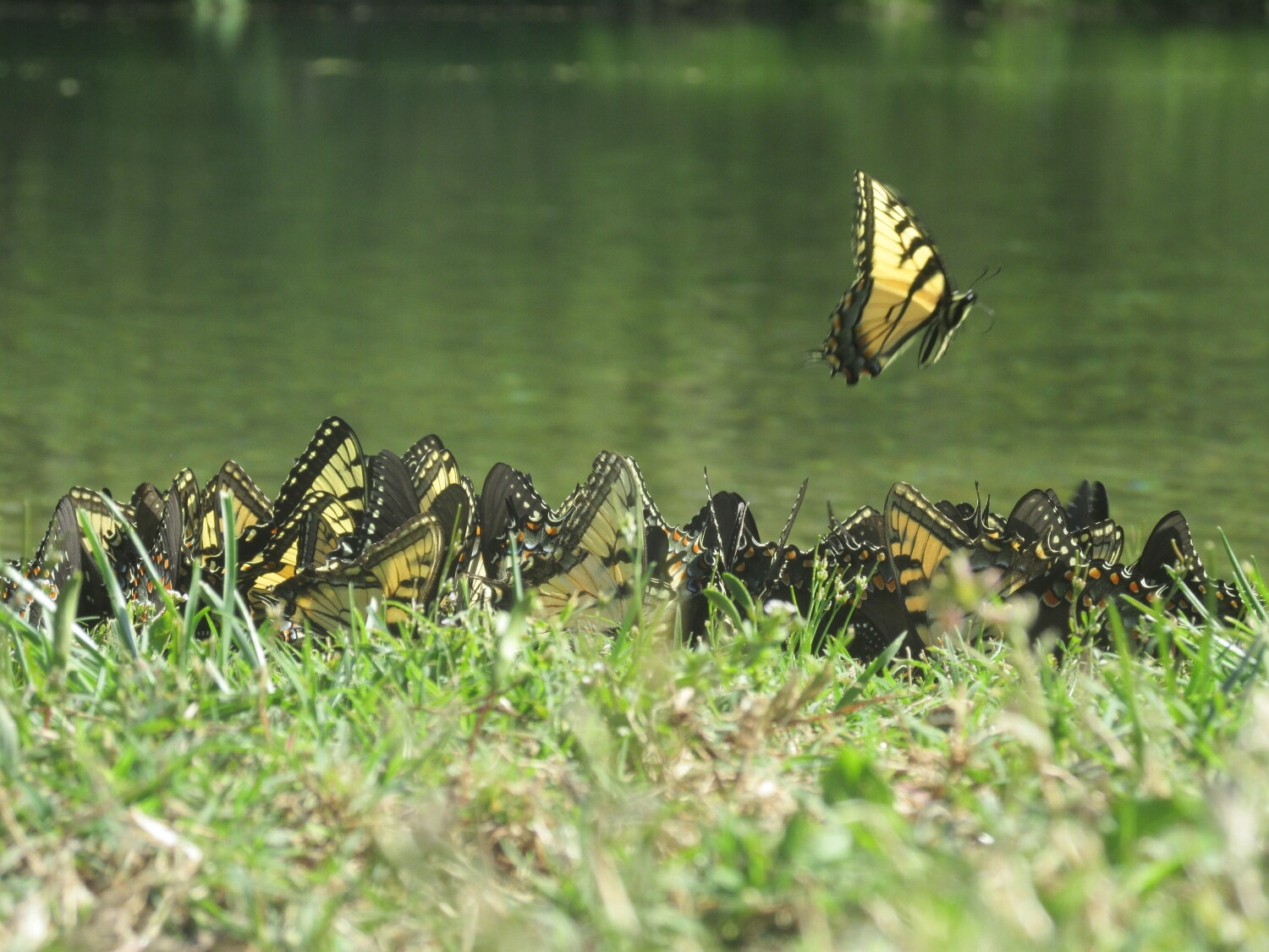 Swallowtail gathering
