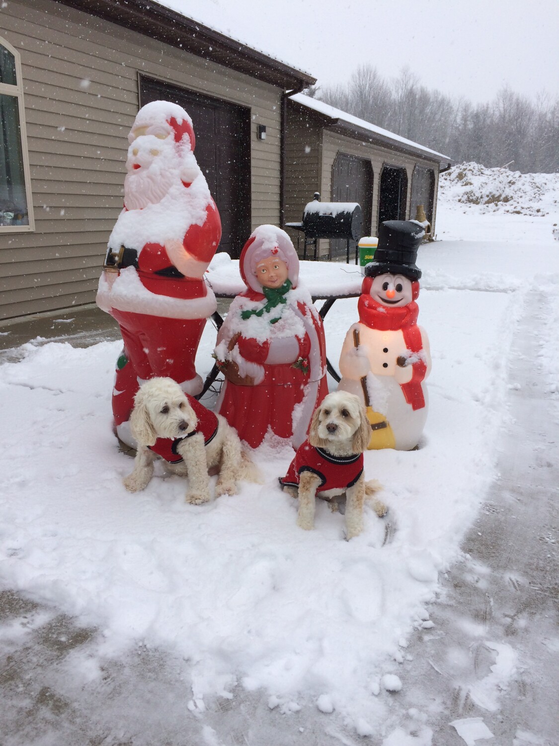 Christmas with OZZY Boy & his brother Rusty