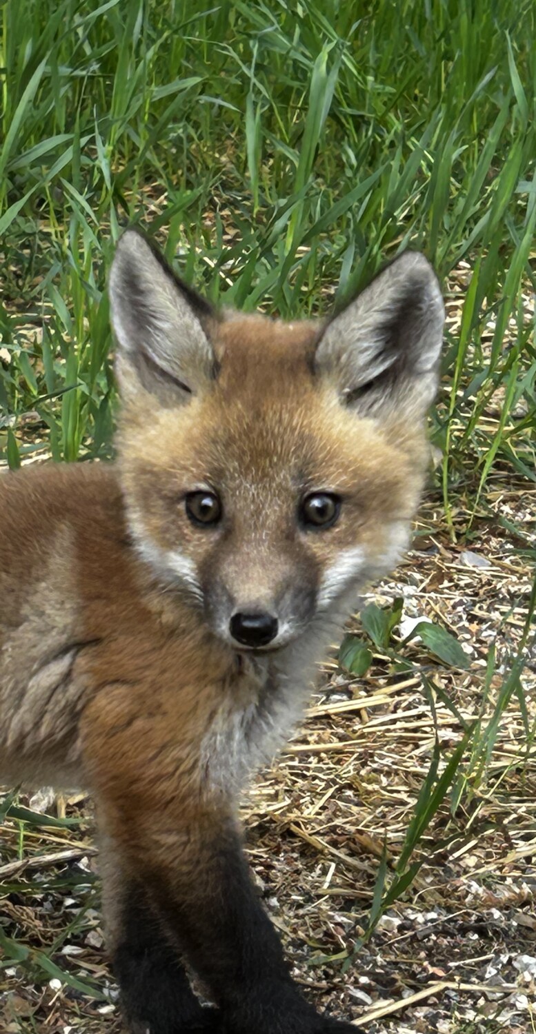 Baby Fox