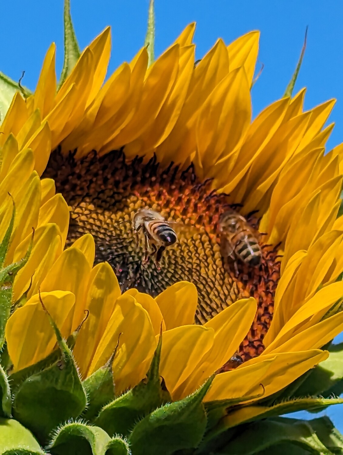Sunflowers & Bees