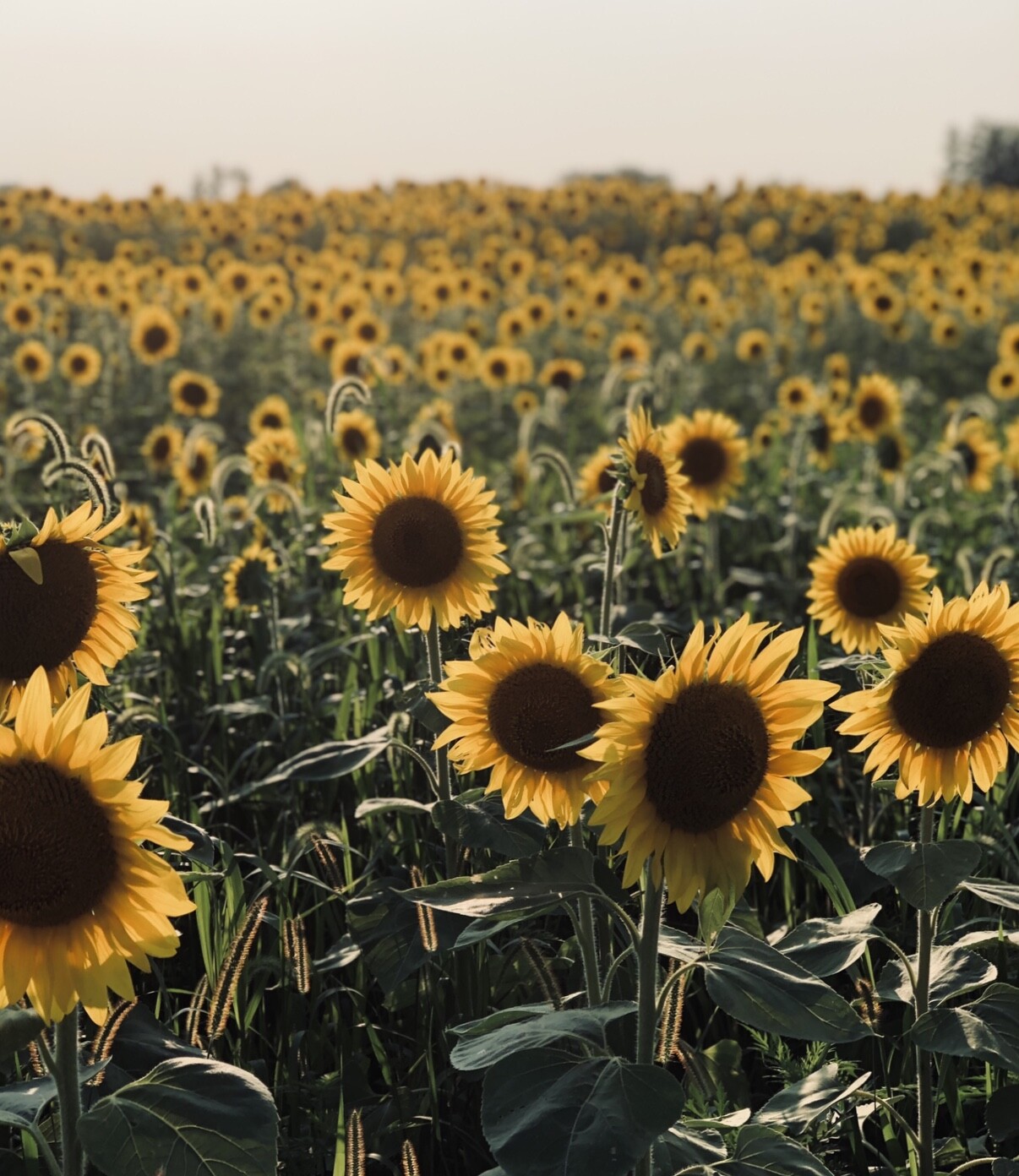 Sunflower Fields Forever
