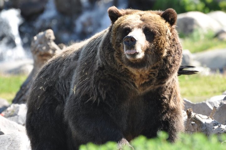 Yellowstone Grizzly