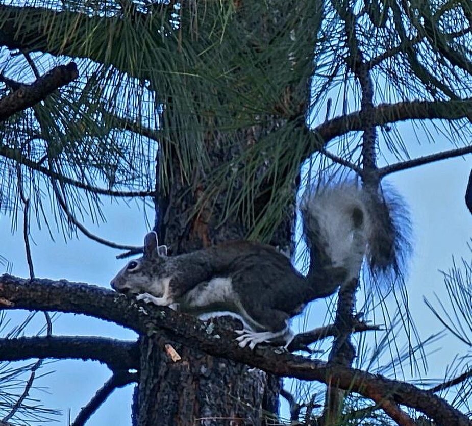 Rocky the flying squirrel