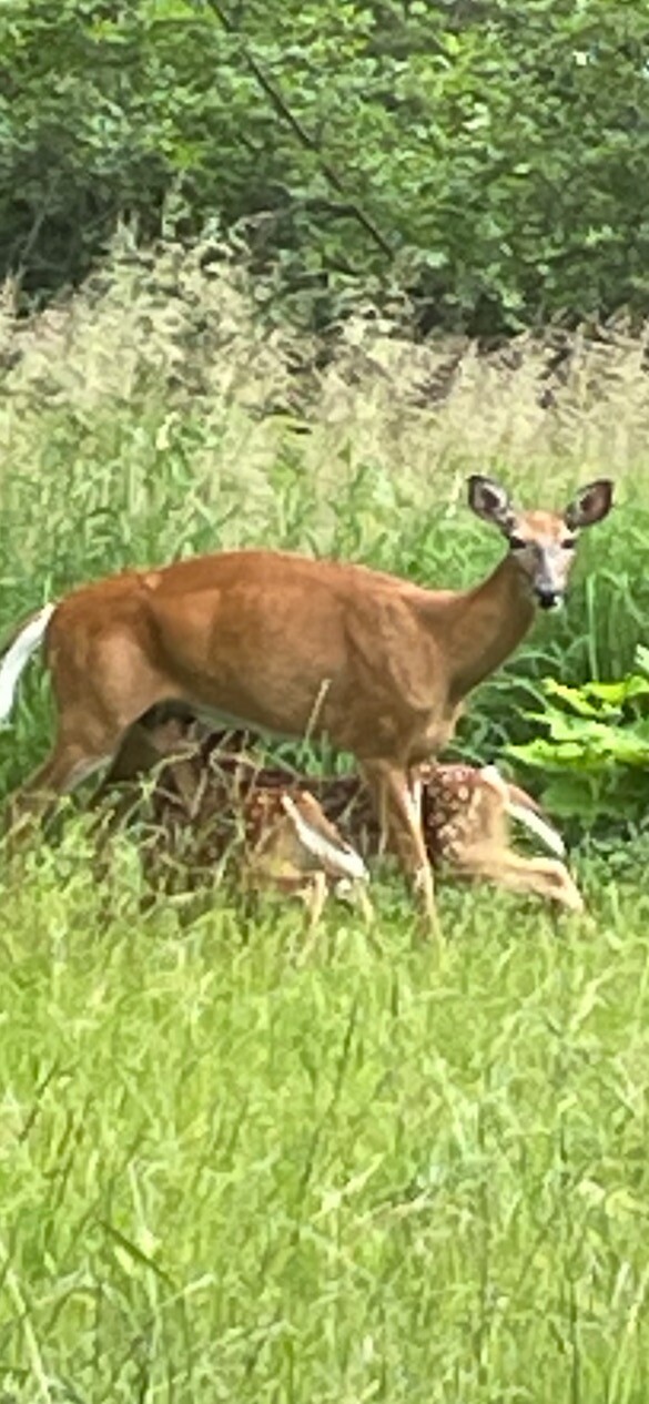 White Tailed Twins nursing on mama deer!