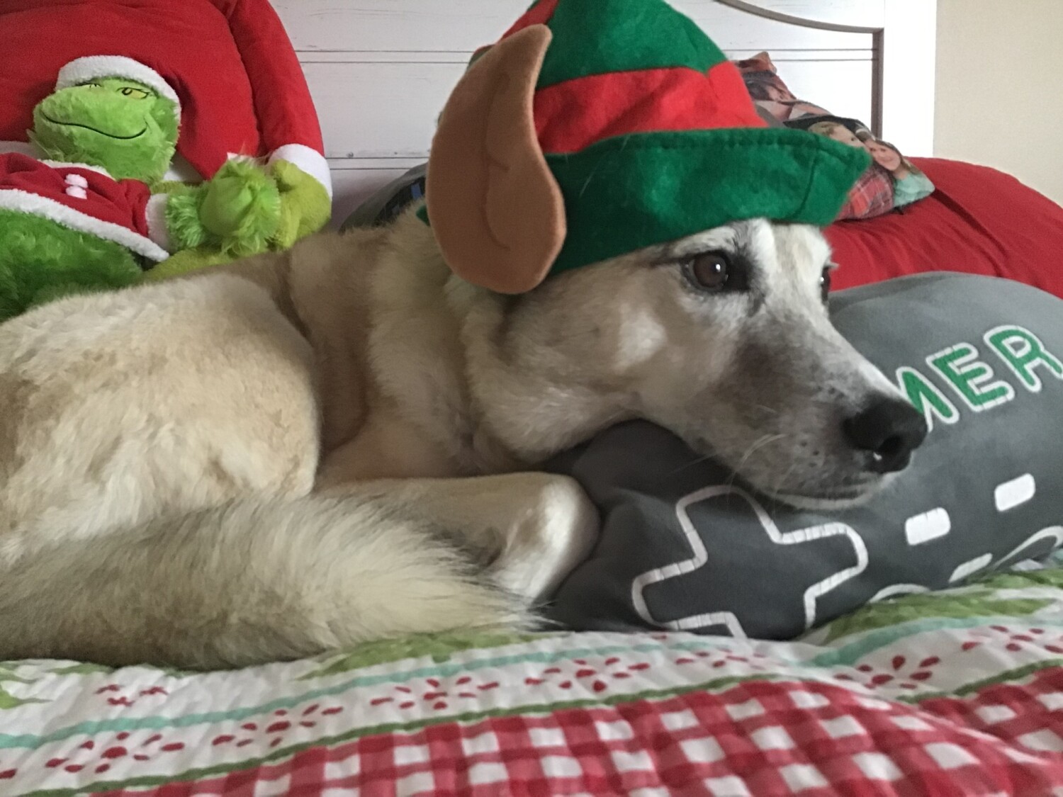 Anakin the elf dog!