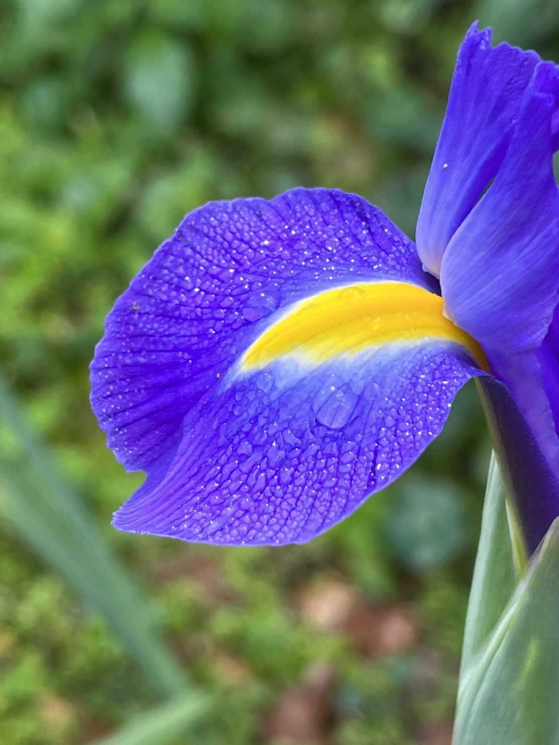 Maui’s Iris
