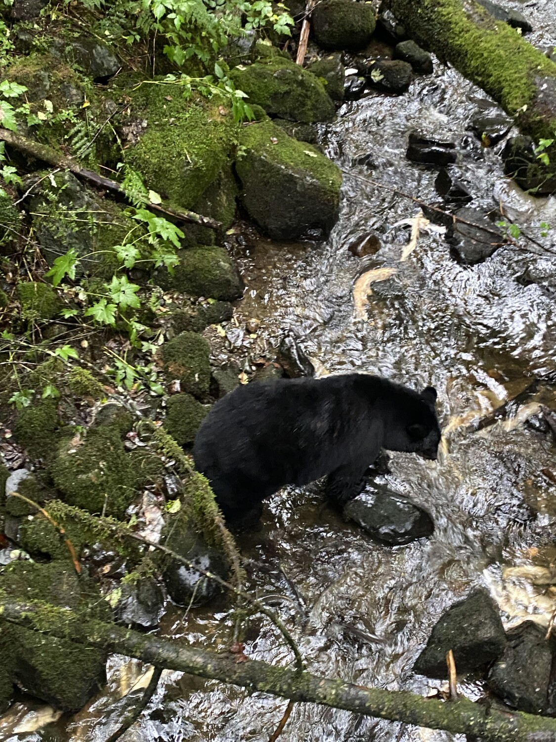 Juneau Black Bear