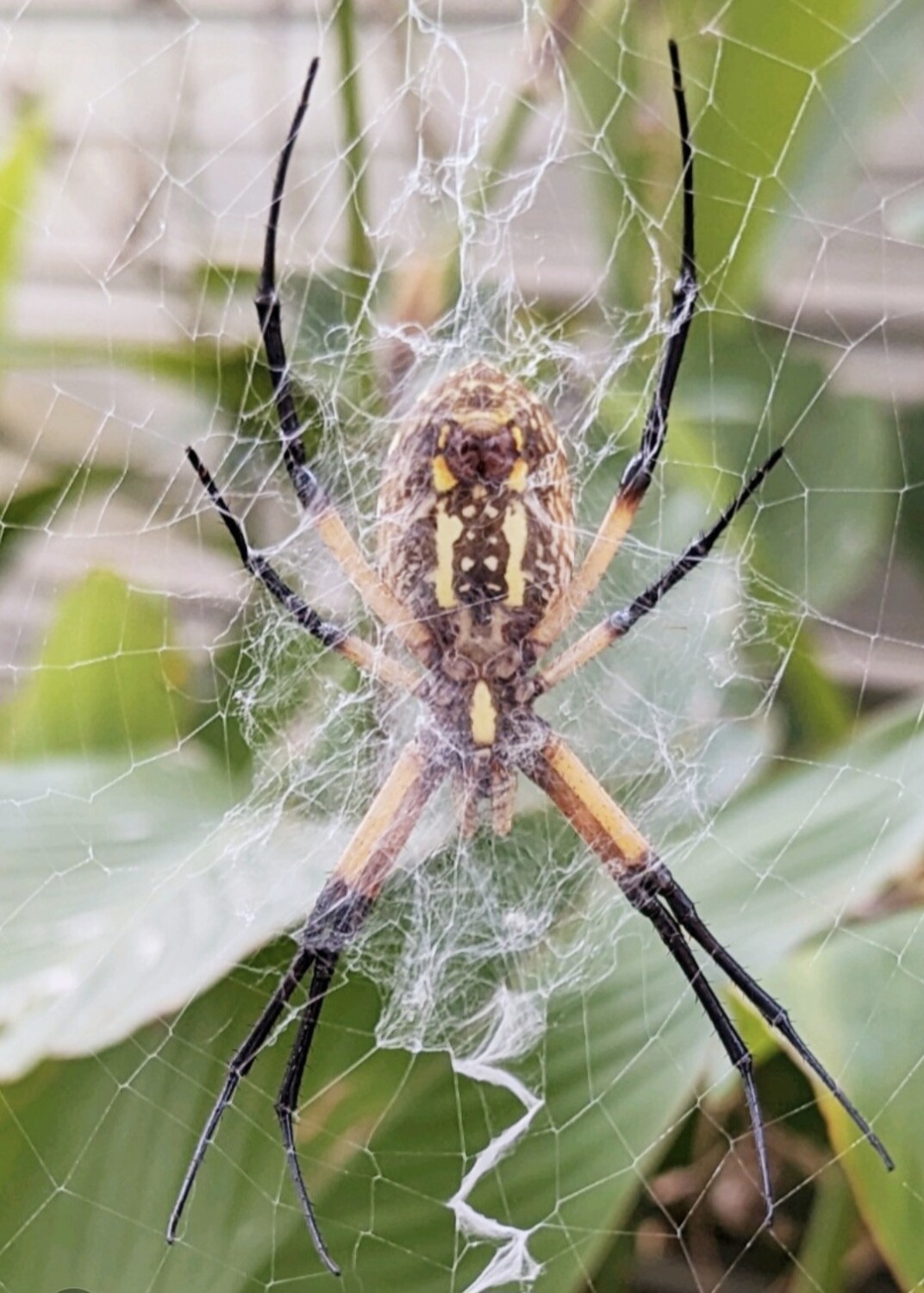 "Oh what a tangled web we weave."