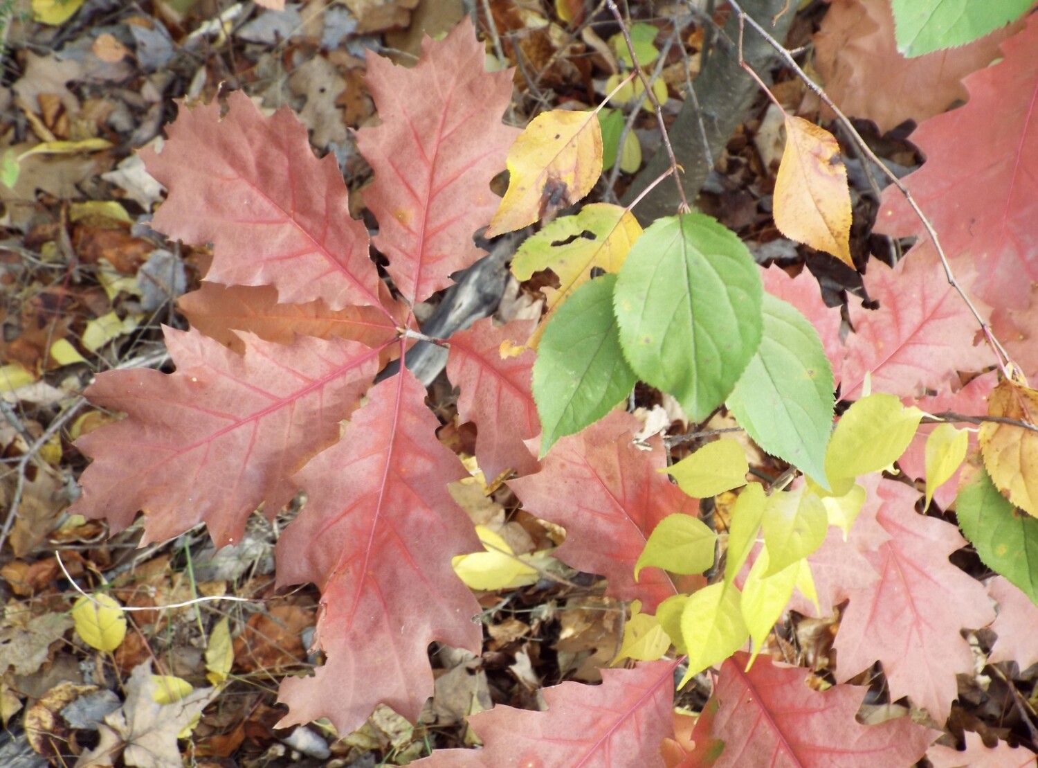 New England in the Fall