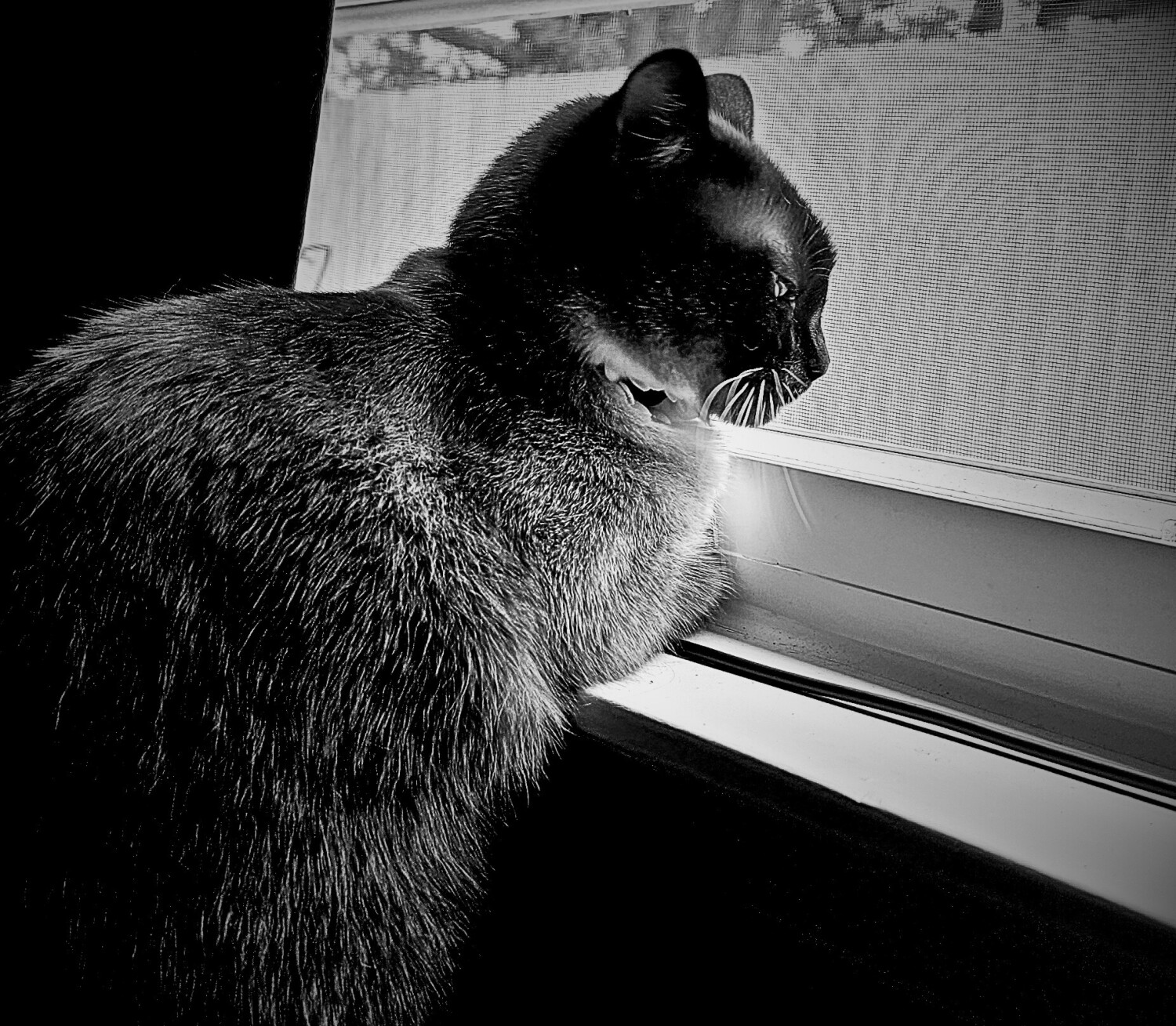 Eri the Snowshoe Siamese